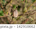 シソの枝に産み付けられたカマキリの卵（11月） 142910662