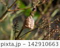 シソの枝に産み付けられたカマキリの卵（11月） 142910663