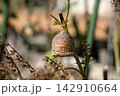 シソの枝に産み付けられたカマキリの卵（11月） 142910664