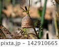 シソの枝に産み付けられたカマキリの卵（11月） 142910665