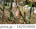 シソの枝に産み付けられたカマキリの卵（11月） 142910666