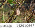 シソの枝に産み付けられたカマキリの卵（11月） 142910667
