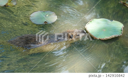 特定外来生物ヌートリア 特定外来生物ヌートリア 142910842