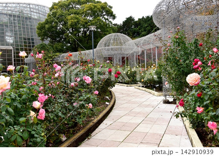 神奈川県　小田原フラワーガーデンのバラ園散策路と満開のバラ 142910939