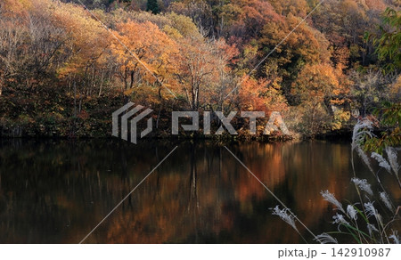 水辺の紅葉とススキ 水辺の紅葉とススキ 142910987