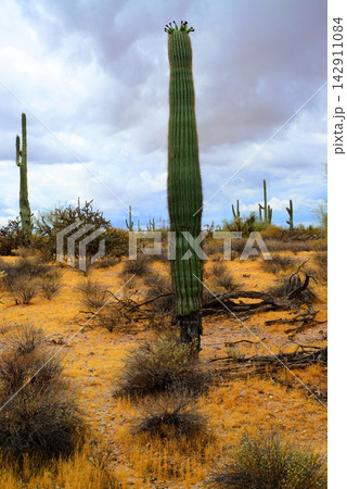 Old Saguaro Cactus Sonora desert Arizona Old Saguaro Cactus Sonora desert Arizona 142911084