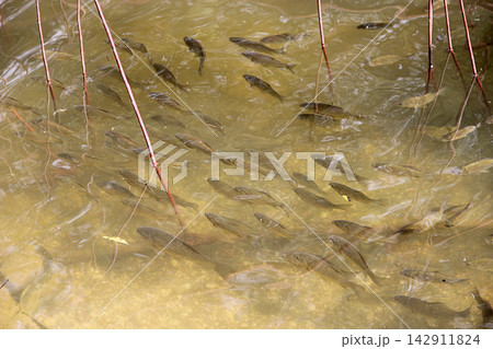 School of small fish swimming in clear shallow water. Flock of wild fishes School of small fish swimming in clear shallow water. Flock of wild fishes 142911824