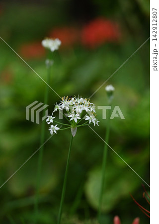 ニラの花 142912807