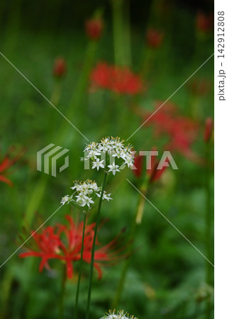 ニラの花 ニラの花 142912808