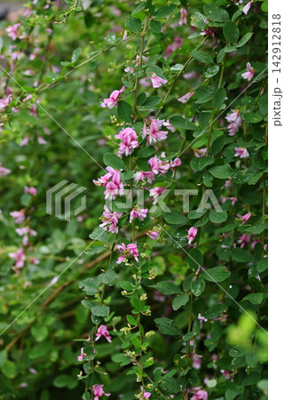 ピンク色のハギの花 ピンク色のハギの花 142912818