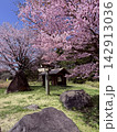 満開の桜と小屋 142913036