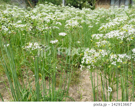 群生するニラの花 群生するニラの花 142913667