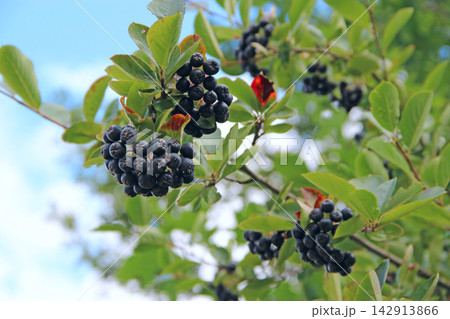 Ripe black aronia melanocarpa chokeberries hanging on branch Ripe black aronia melanocarpa chokeberries hanging on branch 142913866