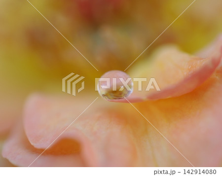 朝露に輝く黄色い薔薇の花びらと一滴の水滴のマクロ撮影 142914080