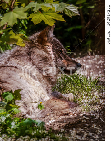 Grey wolf lying in forest shade under green maple leaves 142914211