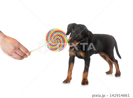 miniature pinscher in studio miniature pinscher in studio 142914661