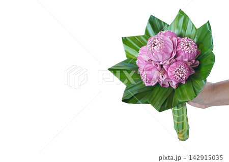 right view, The right hand holds a decorative fresh pink six lotus flowers bouquet on pandan leaves on white color background, religion, nature, buddha, ancient, copy space right view, The right hand holds a decorative fresh pink six lotus flowers bouquet on pandan leaves on white color background, religion, nature, buddha, ancient, copy space 142915035