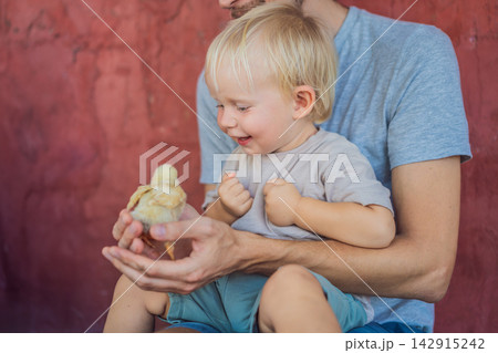 Delighted toddler discovers a chick in his father's hands. Joy and connection during a farm animal encounter. 142915242