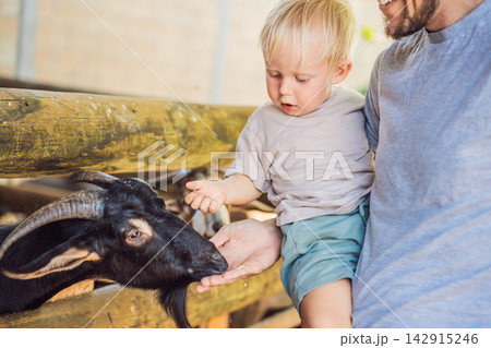 Toddler discovers how goats eat while visiting a farm with his father. Hands on learning and animal education. 142915246