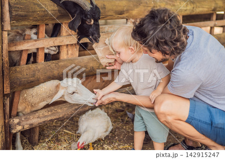 Father and toddler share a gentle sheep feeding experience. Empathy and kindness through contact with animals. 142915247
