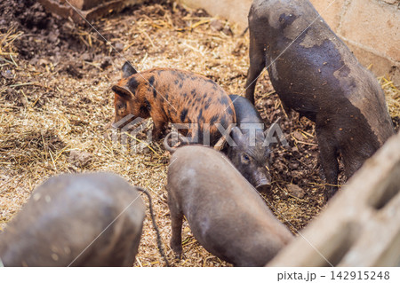 Pigs forage together in a straw covered farm enclosure. Farm livestock and natural foraging behavior. 142915248