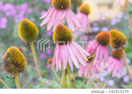 Cottage garden in autumn. Dry Echinacea is growing. Harvesting seeds. Blooming pink flowers. Sunny day. 142915274