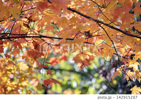 Colorful autumn nature. Canopies of yellow forest trees in fall season 142915287