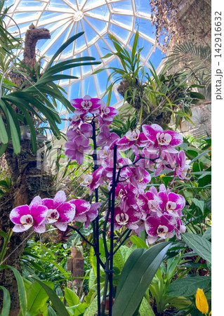 A lush orchid greenhouse filled with exotic blooming plants and vibrant colors creates a humid tropical atmosphere under glass in Estepona, Spain 142916632