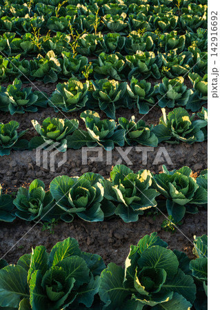 Cabbage growing in rows on a farm field for healthy organic agriculture and healthy lifestyle concept Cabbage growing in rows on a farm field for healthy organic agriculture and healthy lifestyle concept 142916692