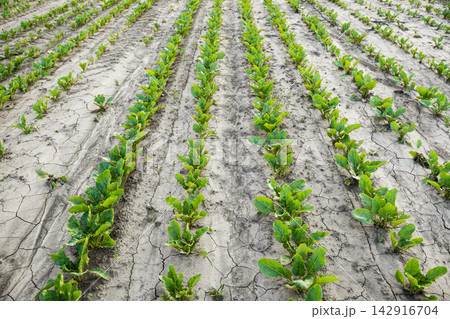 Young green crops growing in cracked dry soil highlighting agricultural drought and climate change impacts Young green crops growing in cracked dry soil highlighting agricultural drought and climate change impacts 142916704