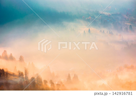 trees on meadow between hillsides with conifer forest in fog at sunrise. light beam through glowing misty atmosphere in the valley. autumn in Transcarpathia 142916781