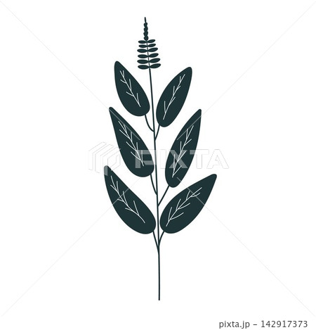 basil vector illustration basil vector illustration 142917373