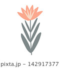 vector botanical illustration 142917377