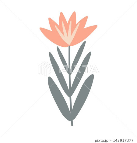 vector botanical illustration 142917377