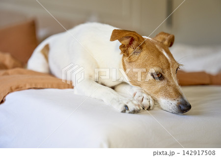 Jack Russell terrier lying on bed with head resting on mattress. Concept of pet ownership 142917508