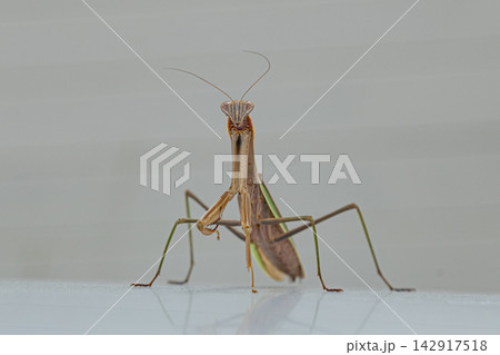 車の屋根に乗っている大きなカマキリ 142917518