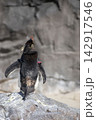 岩の上で休むペンギン 142917546