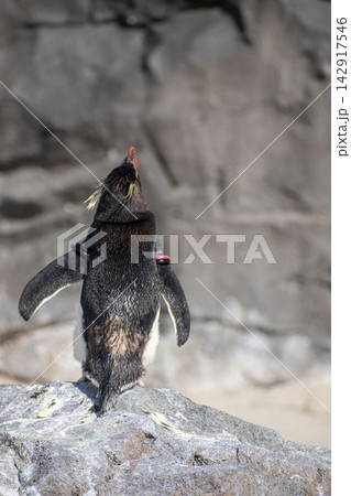 岩の上で休むペンギン 岩の上で休むペンギン 142917546