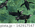 泳ぐペンギン 142917547