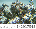 岩を登るアカシマシラヒゲエビ 142917548