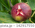 赤く熟したイチジクの実 142917550