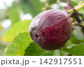 赤く熟したいちじく 142917551