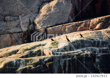 few cormorants are sitting on a cliff at sunset, birds, wildlife few cormorants are sitting on a cliff at sunset, birds, wildlife 142917615