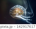 水槽の中を漂うクラゲ 142917617