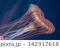 水の中で泳ぐアカクラゲ 142917618