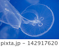 浮遊するミズクラゲ 142917620