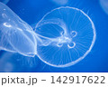 水中を漂うクラゲ 142917622