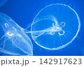 水中に漂うクラゲ 142917623