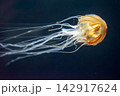ライトアップしたアカクラゲ 142917624