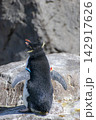 岩の上で休むペンギン 142917626